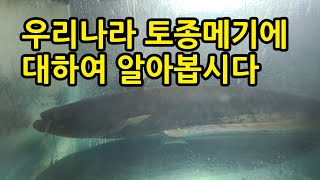 우리나라 토종메기에 대하여 알아봅시다 /메기낚시/민물낚시/catfish fishing/Korean fishing/Catfish