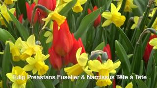 Tulip Preastans Fuselier \u0026 Narcissus Tête à Tête