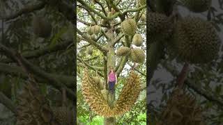 Amazing DURIAN fruit/DURIAN tree#satisfying #sounds #trending