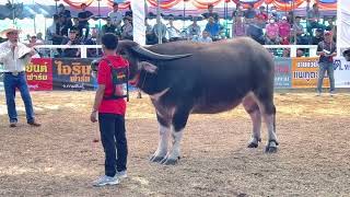 งานประกวดควายงามสุพรรณบุรี ครั้งที่ 1 รุ่นฟันน้ำนม 140+ เพศเมียดำ