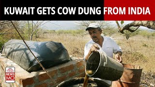 Kuwait Needs Cow Dung, These Two States Including UP Filled Containers For Shipping There