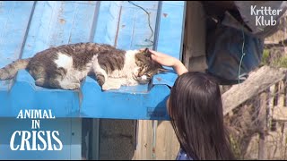 Miracle Happened To Cat Injured By Snare After Meeting A Kind Girl(Part 2) | Animal in Crisis EP140