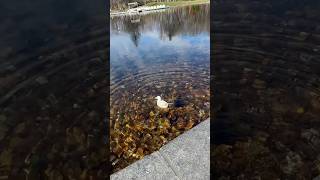 See Autumn colors in the water ❤️🧡💛