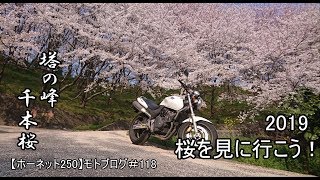 桜を見に行こう！　2019　【ホーネット250】モトブログ＃118