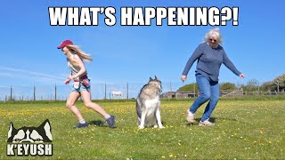 Who Does My Husky Love More? Mum Face Reveal!