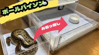 【ボールパイソン】大きいケージへお引越し♪【無印良品】