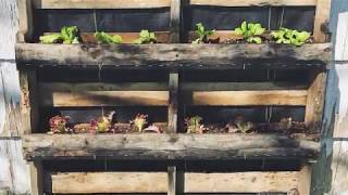 Vertical Pallet Garden