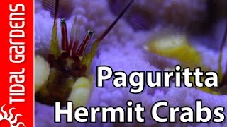 Astreopora Hermit Crabs of the Genus Paguritta!