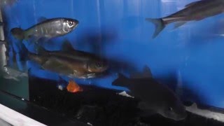 海で釣った魚を淡水水槽にぶち込んでみた・・・