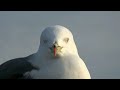 函館大森浜のウミネコ