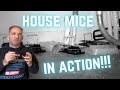 Want to know why you can’t catch that mouse? WHY CAN'T YOU CATCH THOSE MICE! Best mouse trap?