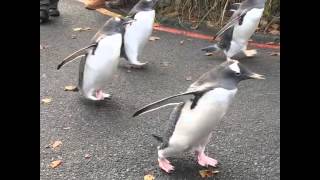 The Penguin March at Edinburgh Zoo