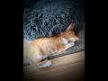 初めてリビングで就寝😴💤慣れてきてくれたかな🌲【子猫体重1kg】