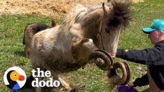 Pony Is Thrilled To Have Her Overgrown Hooves Finally Cut | The Dodo