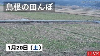 【2024/1/20】田んぼの様子をライブ配信！２４時間いつでも確認できます！｜自然 田舎 緑 癒し 島根県 八なお米穀店（はなお）