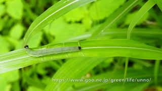 セセリチョウの幼虫のシェルター作り　SKIPPER CATERPILLAR BUILDING A SHELTER（POTANTHUS FLAVUS）