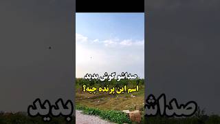 اسم پرنده میدونید؟ #dezful @dezful_city