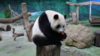 20200220 圓仔休憩突攻頂 午餐打食很輕鬆 Giant Panda Yuan Zai