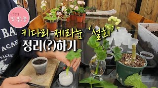 키다리 제라늄 '설희' 삽목하기