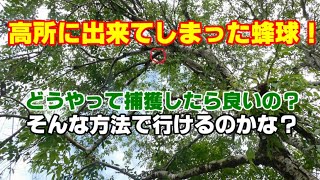 ミツバチ飼育 74 今年最後と思われる強制捕獲の様子