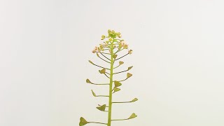 【ペンペン草】成長しながら開花するナズナ（花の開花＃341）