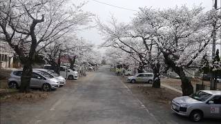 帰還困難区域　夜の森桜のトンネル（ドローン撮影）