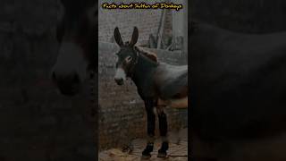 Sultan of Donkeys | #shorts #facts #animals