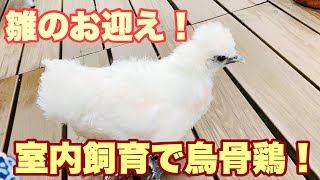 室内飼育で烏骨鶏！ #10雌の中雛をお迎えしました〜！