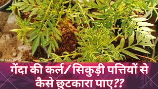 गेंदा कि कर्ल पत्तियों या सुकड़ी हुई पत्तियों से छुटकारा कैसे पाएं???#plant#garden_update#garden