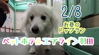 2/8昼☀️ワンちゃんドッグラン〜猫ちゃん〜のご様子です♪羽田空港近くのペットホテルエアライン羽田にご宿泊中のペットちゃん達です♡