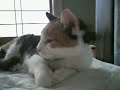 memories of a cat：猫が変な姿勢で寝る１　memories of a cat： how into which the cat changes to sleep is done.