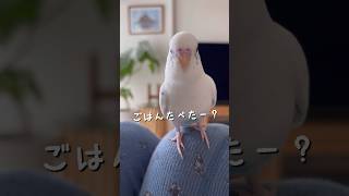 食べたよ、と言うと褒めてもらえます☺️ #セキセイインコ #おしゃべりインコ #shorts