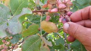 pistachio harvest ### сбор фисташки