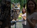 eurasian eagle owl largest owl in the world animals bizzare owls shorts large