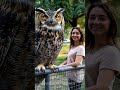 eurasian eagle owl largest owl in the world animals bizzare owls shorts large