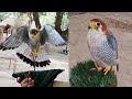 How to train merlin falcon || Best Falcon training video || Raptors Today