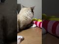 エビちゃんのぬいぐるみで遊ぶラグドールのたぬきみたいな猫