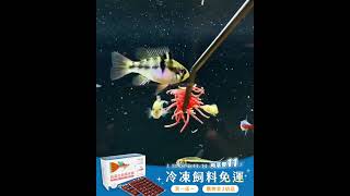 11.07 - 14 角落水族雙11：冷凍飼料免運！