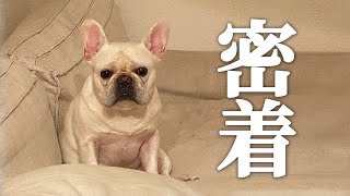 【犬を飼う】 飼ってみないと分からない犬とのリアルな日常【フレブル フレンチブルドッグ】