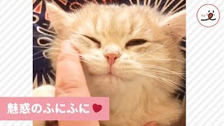 この感触たまらない😚❣️ ニャンコのひげ袋をふにふに💕 【PECO TV】