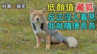 【搞笑|科普】藏狐：方脸网红，凭本事欠揍，史上颜值最低的高原网红！#藏狐  #动物解说  #动物世界