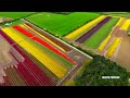 norfolk tulip fields the largest tulip field in the uk യുകെയിലെ ഏറ്റവും വലിയ റ്റുലിപ് പാടം