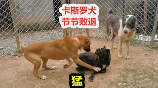 高狼犬一招放倒卡斯罗犬，随后对中亚发动进攻，过程精彩