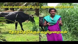 பண்ணைகளுக்கு ஏற்ற கறவை மாடுகளை எவ்வாறு தேர்வு  செய்வது