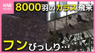 8000羽のミヤマガラス襲来 おびただしいフン… 実態と対策は？