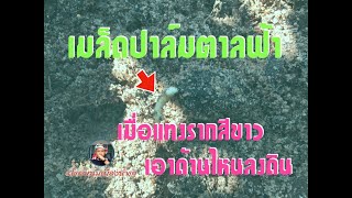 เมล็ดปาล์มตาลฟ้า เมื่อรากงอกแล้วเอาด้านไหนขึ้นหรือลง??