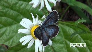 アサマシジミ BUTTERFLY OF JAPAN