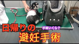 ポポちゃんがとうとう避妊手術をしました