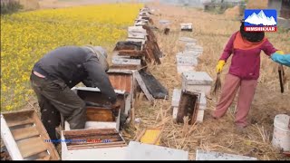 थलिएको मौरी पालन व्यावसाय बल्ल फष्टाउन सुरु, अझैपनि मौरी चरण क्षेत्रकै अभाब —