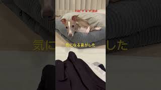 ただの鼻曲がりのイタグレです　#イタグレ #イタグレとの暮らし #イタリアングレーハウンド #犬 #いぬのいる生活 #犬のいる暮らし #犬のいる生活